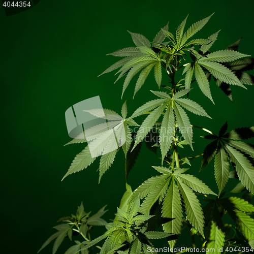 Image of Marijuana plant background