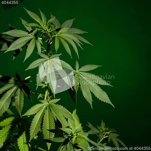 Image of Marijuana plant background