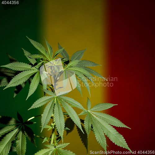 Image of Marijuana plant on rastafarian flag background.