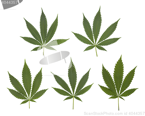 Image of Set of cannabis leaves set