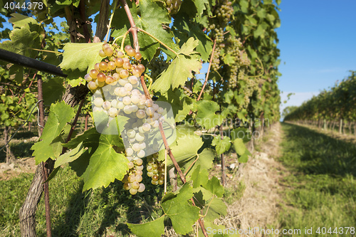 Image of wine grapes in Italy