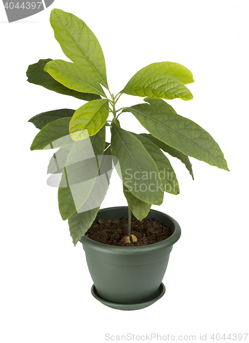 Image of Avocado plant in a pot