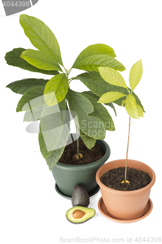 Image of Two avocado plants and fruits