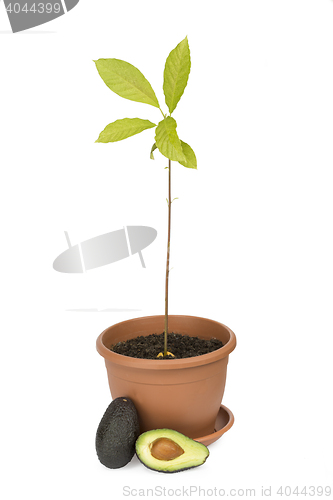 Image of Avocado plants and fruits