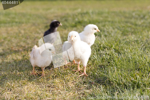 Image of Newborn chicken on a meadow