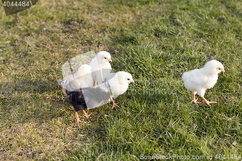 Image of Newborn chicken on a meadow