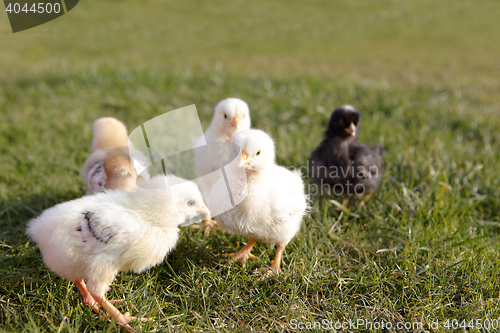 Image of Newborn chicken on a meadow