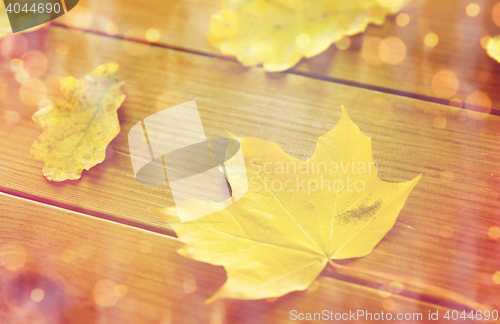 Image of close up of many different fallen autumn leaves