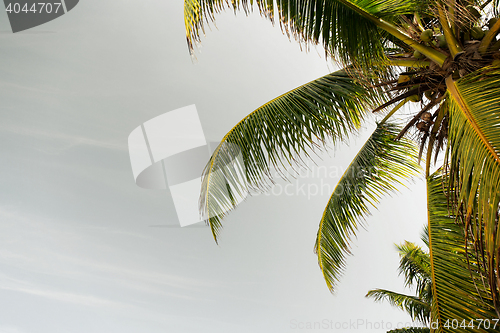 Image of cocoa palm tree and blue sky