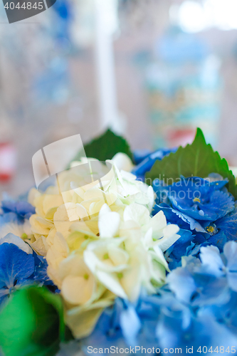 Image of Close-up of Hydrangea flowers