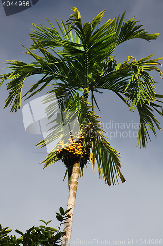 Image of green date palm