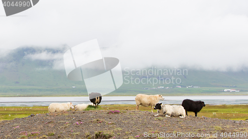 Image of Herd of sheep in a field 