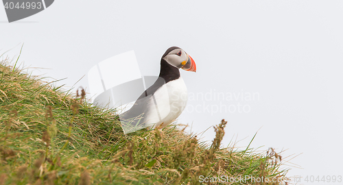 Image of Colorful Puffin isolated in natural environment