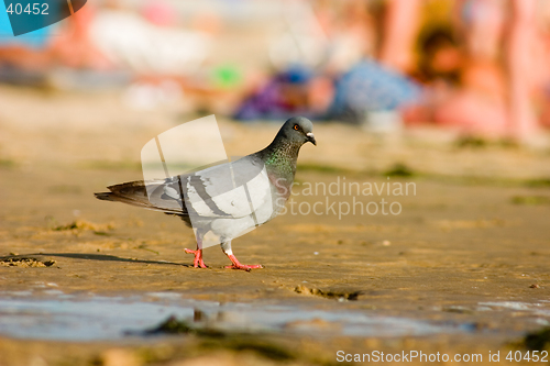 Image of Pigeon on the beach