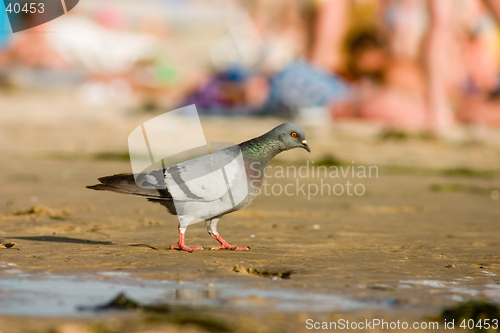 Image of Pigeon on the beach
