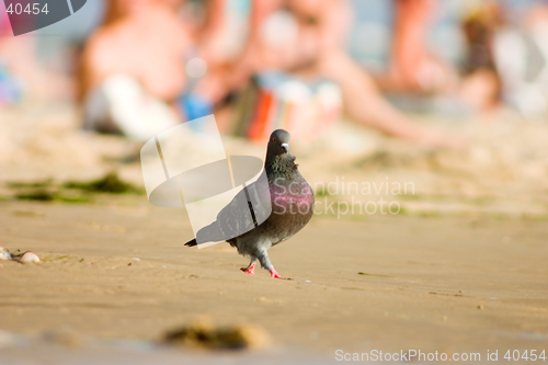 Image of Pigeon on the beach