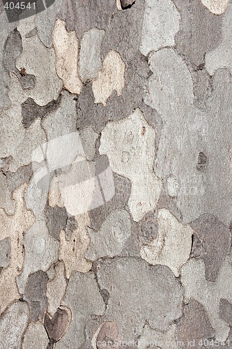Image of Natural bark
