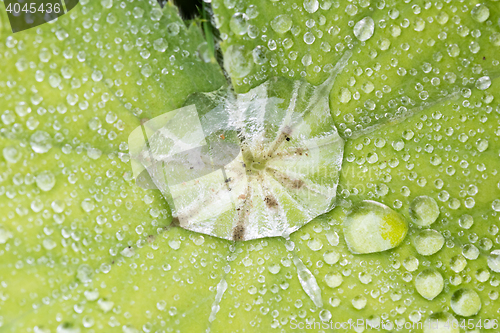 Image of Green leaf with water droplet