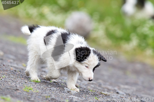 Image of Small Border Collie puppy on a farm