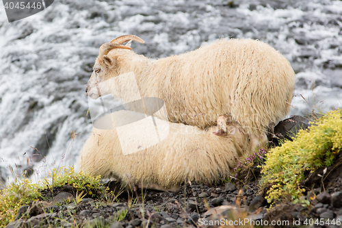 Image of Young sheep drinking - Waterfall in background