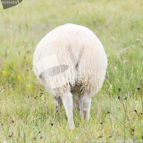 Image of One grazing Icelandic sheep