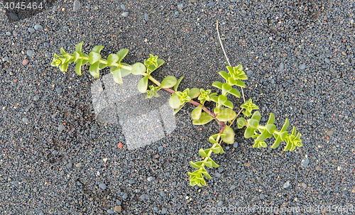 Image of Plant growing on black sand - Iceland