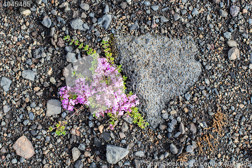 Image of Plant growing on black sand - Iceland