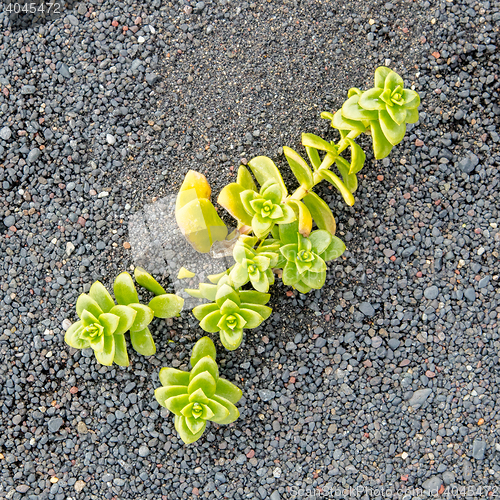 Image of Plant growing on black sand - Iceland