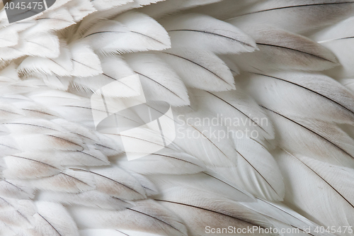 Image of White fluffy feather closeup