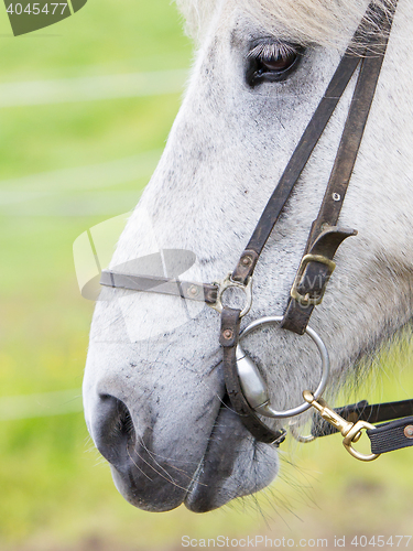 Image of Horse portrait close-up