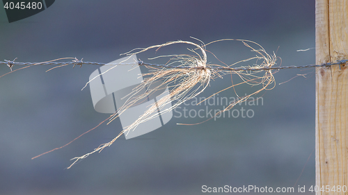 Image of Horse hair snagged on barbed wire