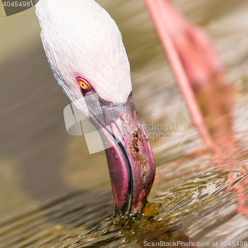 Image of Pink flamingo is drinking - Selective focus