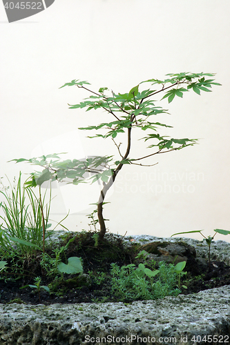 Image of Bonsai tree