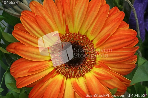 Image of Gerber flower