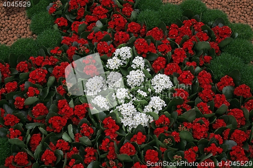 Image of Flowers in park