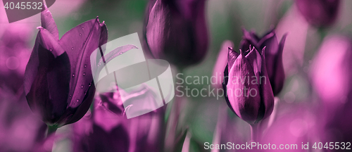 Image of tulips tinted in shades of deep purple and grey green