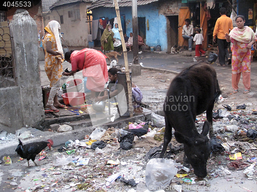 Image of Streets of Kolkata. Animals in trash heap