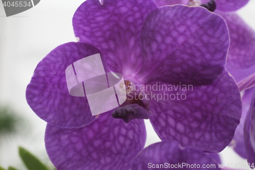 Image of Beautiful orchid flowers