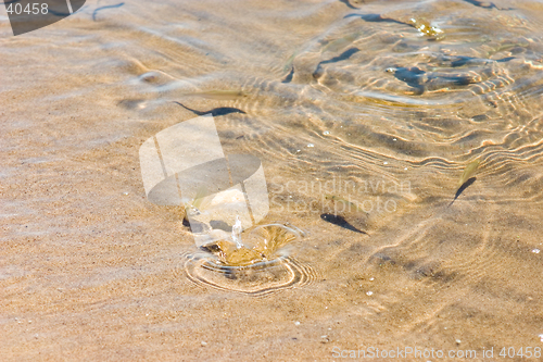 Image of Newly-hatched fishes