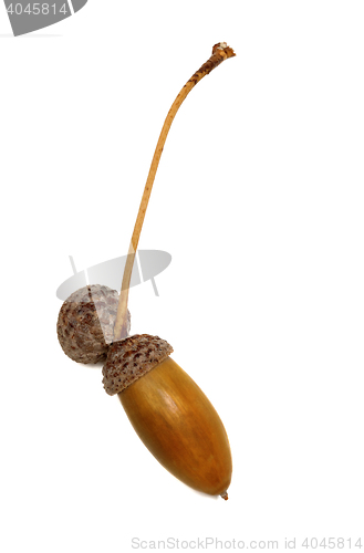 Image of Autumn oak acorn on white