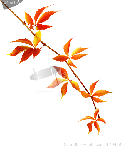 Image of Autumn branch of grapes leaves