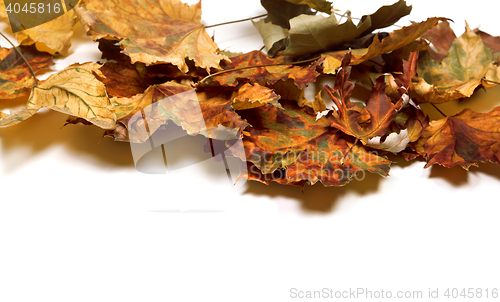 Image of Autumn dry maple leafs