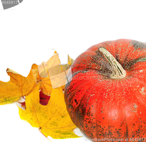 Image of Red ripe pumpkin with autumn leaves