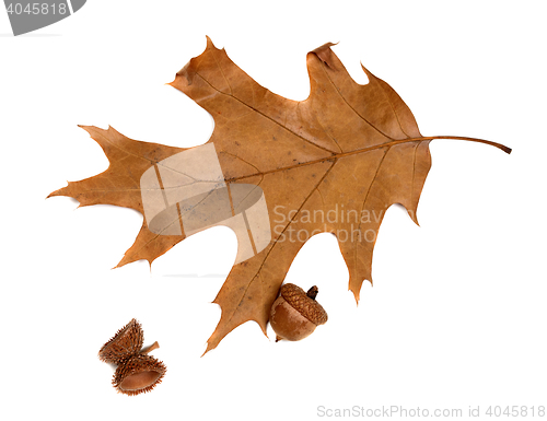 Image of Autumn leaf of oak and acorns