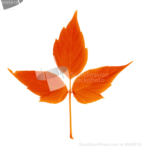 Image of Red autumn leaf