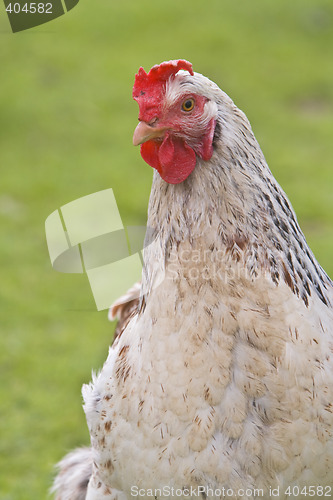 Image of Shot of a rooster