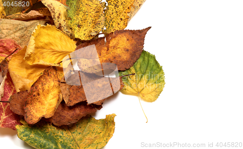 Image of Multicolor autumn leafs