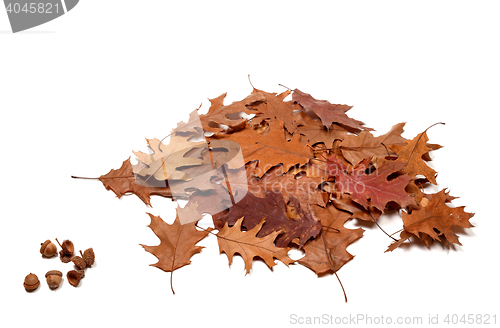 Image of Autumnal dried leafs of oak and acorns