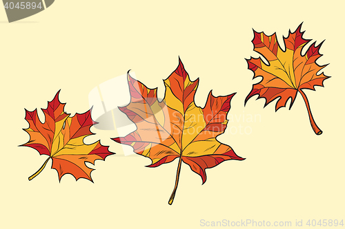 Image of Maple leaves red