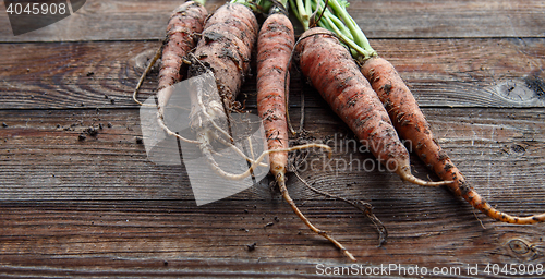 Image of New harvest fresh organic carrots